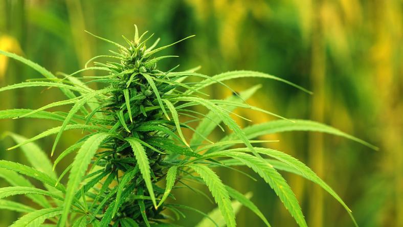 盘点市值超50亿美元的大麻公司